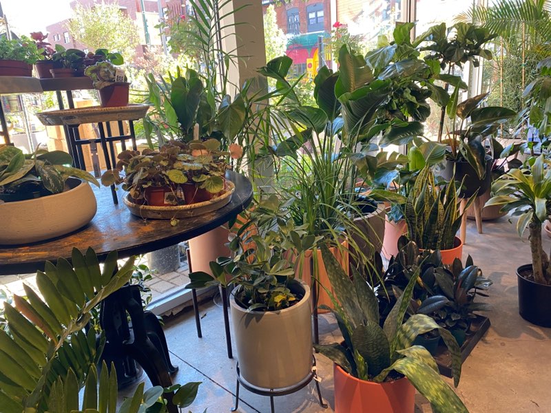 The 9 Best Plant Shops in Chicago a nature escape