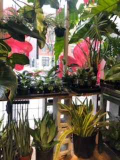 The 9 Best Plant Shops in Chicago - a nature escape